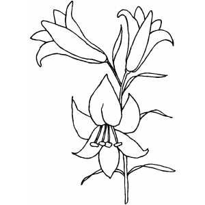 Easter Lily coloring page