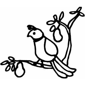 Partridge In Pear Tree coloring page