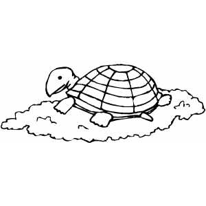Turtle On Cloud coloring page